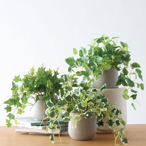 mini greenシリーズ｜表情の違う3点セット🌿