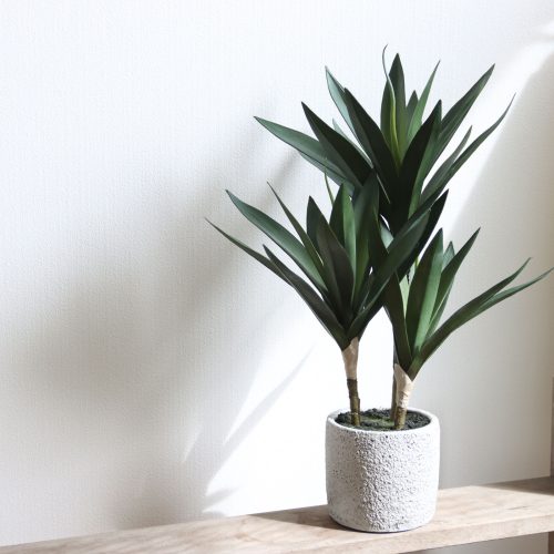 minigreenシリーズ｜アガベのご紹介🌿