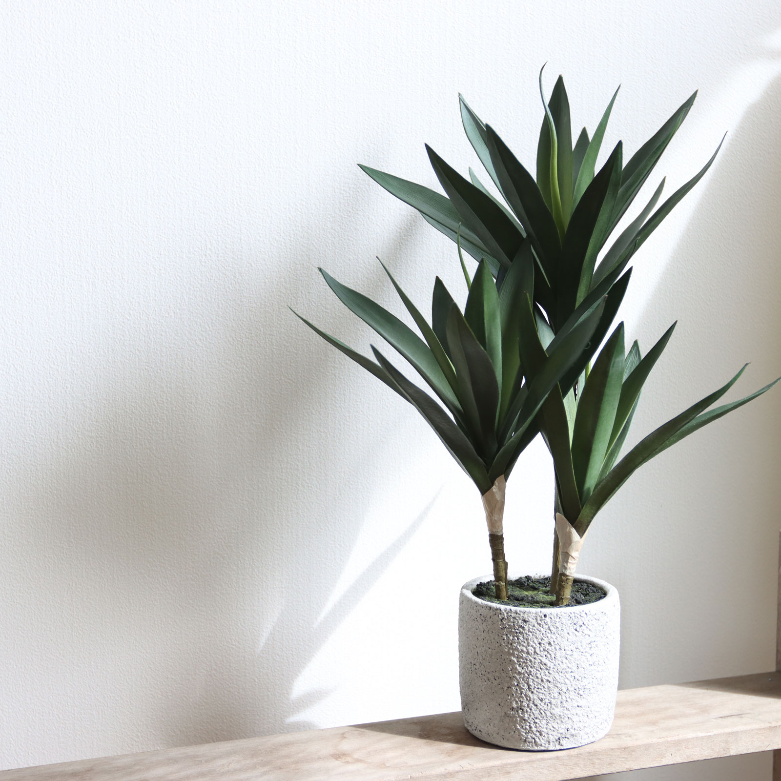 minigreenシリーズ｜アガベのご紹介🌿