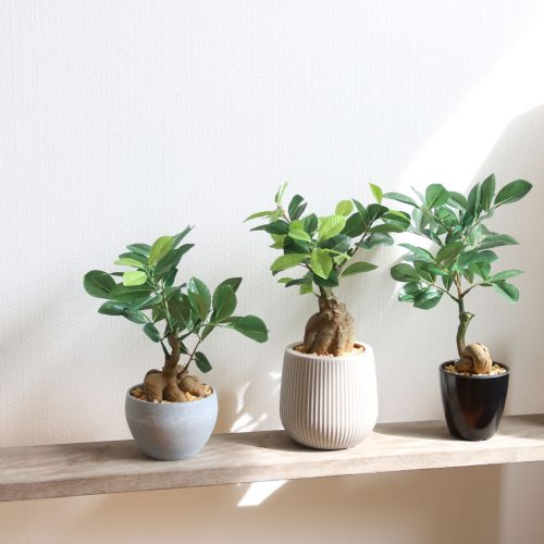 minigreenシリーズ｜ガジュマルのご紹介