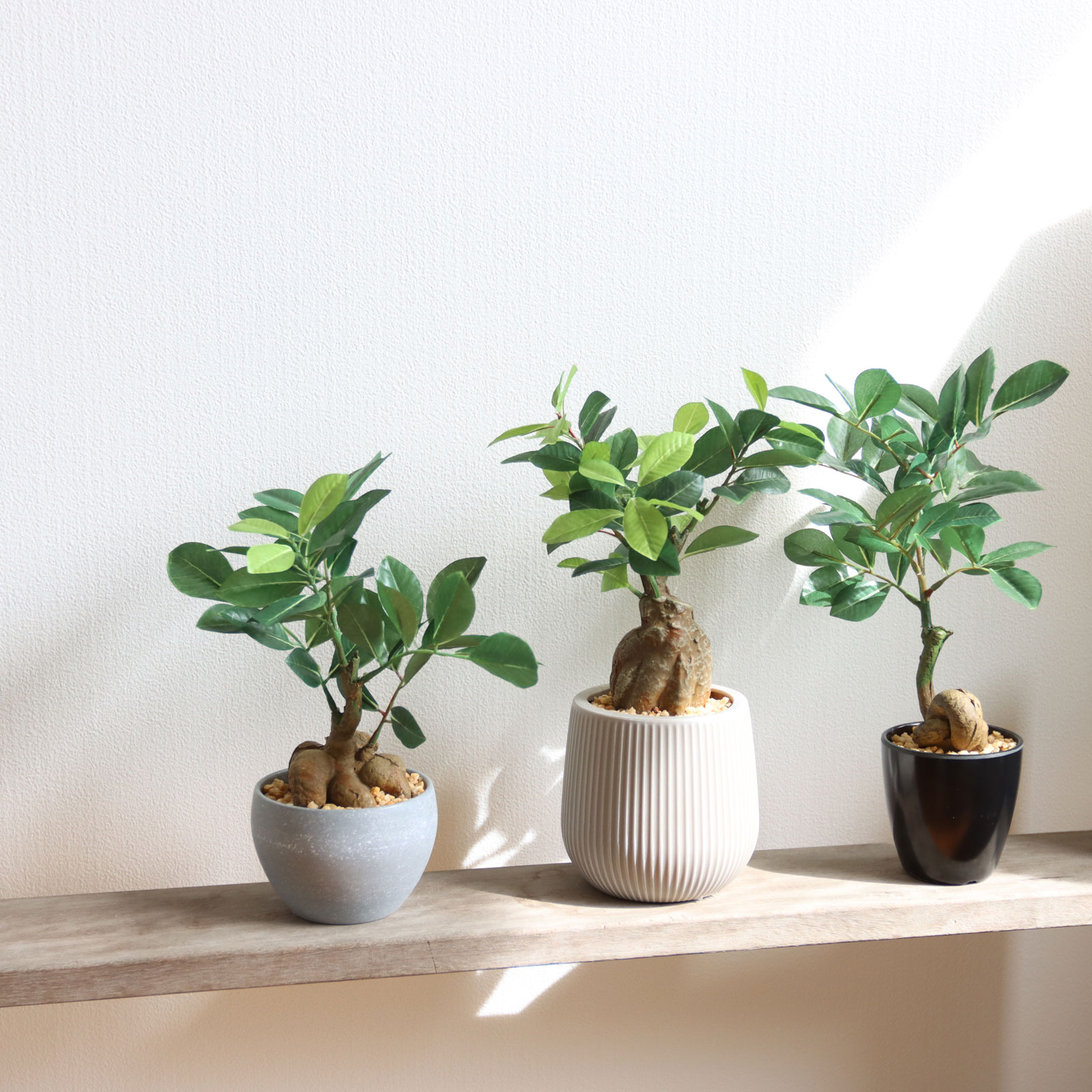 minigreenシリーズ｜ガジュマルのご紹介