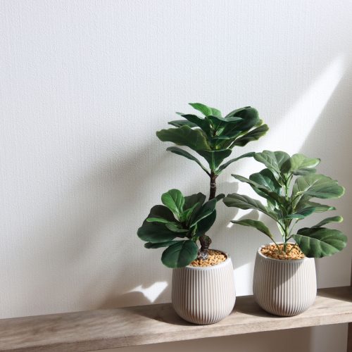 minigreenシリーズ｜フィドルリーフのご紹介🌿