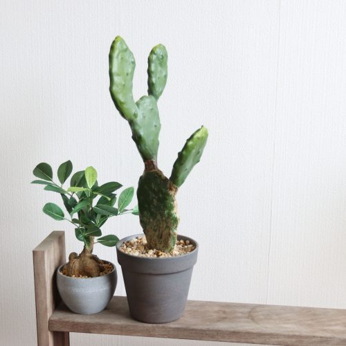 minigreenシリーズ｜サボテンのご紹介🌿