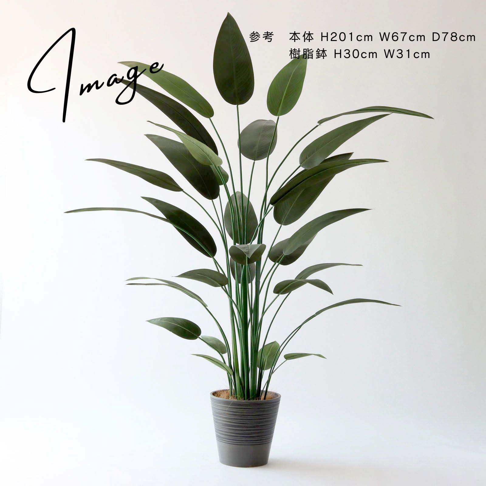 ストレリチア 小さめ鉢アレンジ