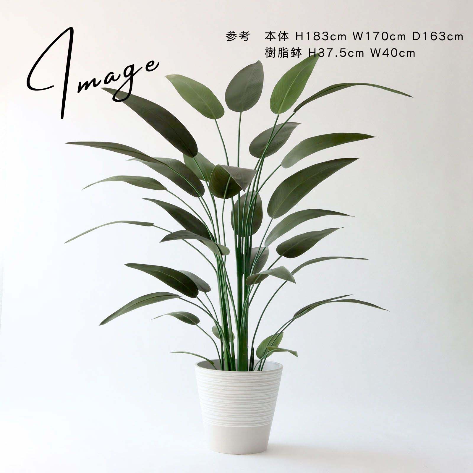 ストレリチア 大きめ鉢アレンジ