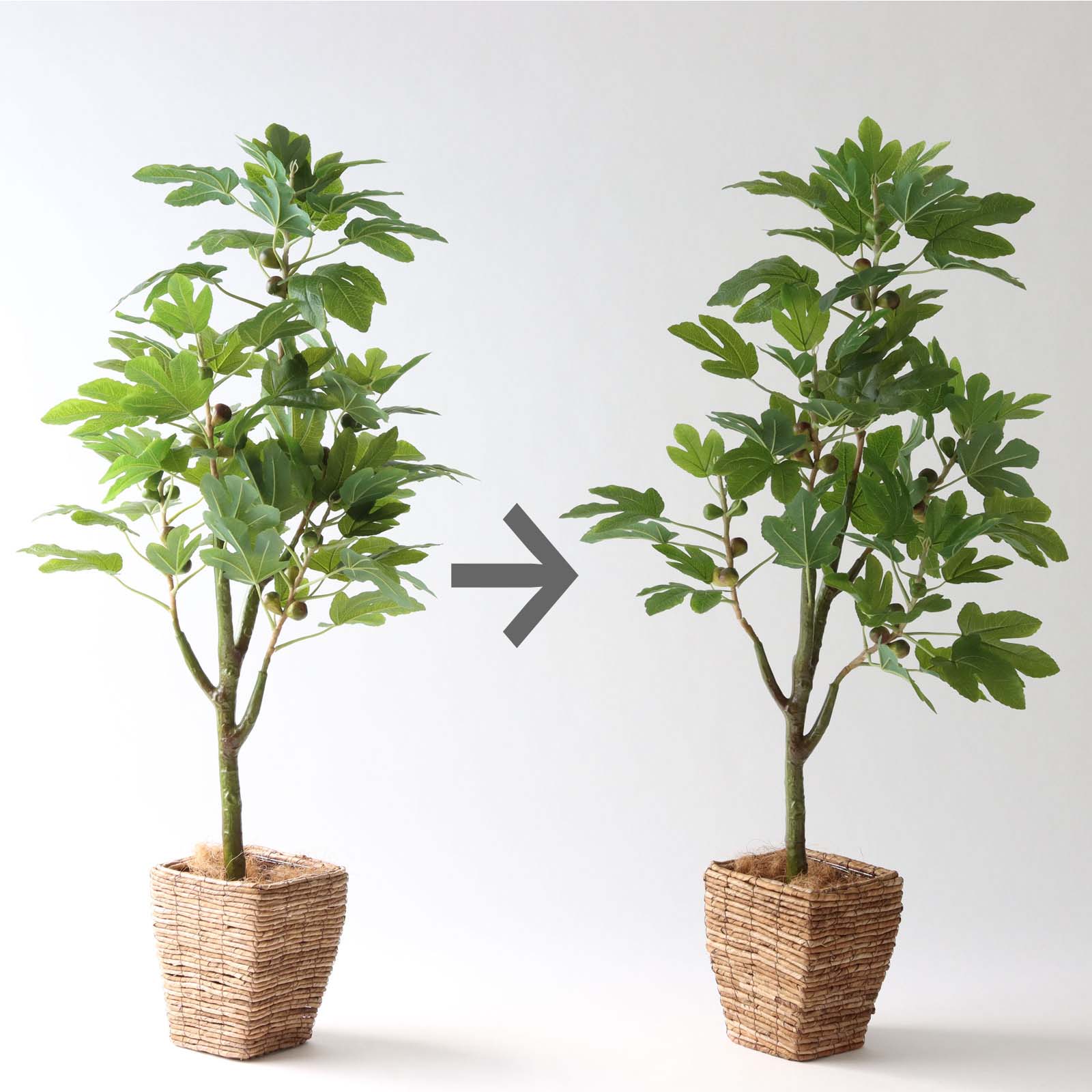 幹の曲線が美しく整えられたフェイクグリーン