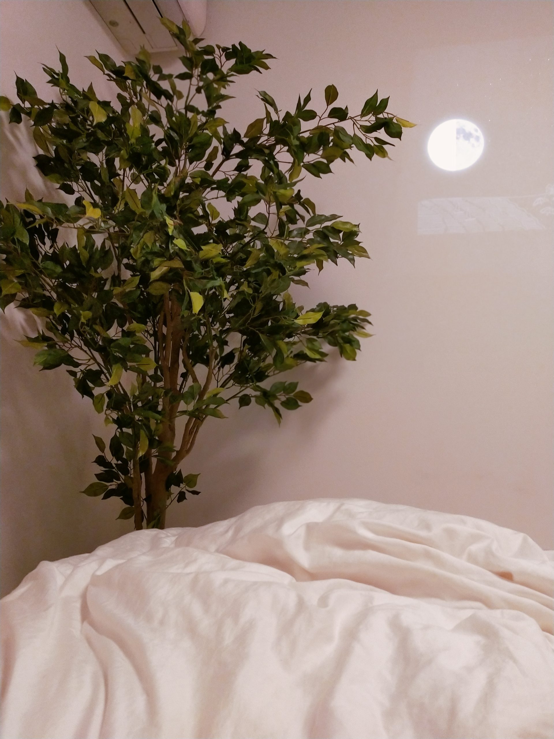 寝室に置いた観葉植物のイメージ