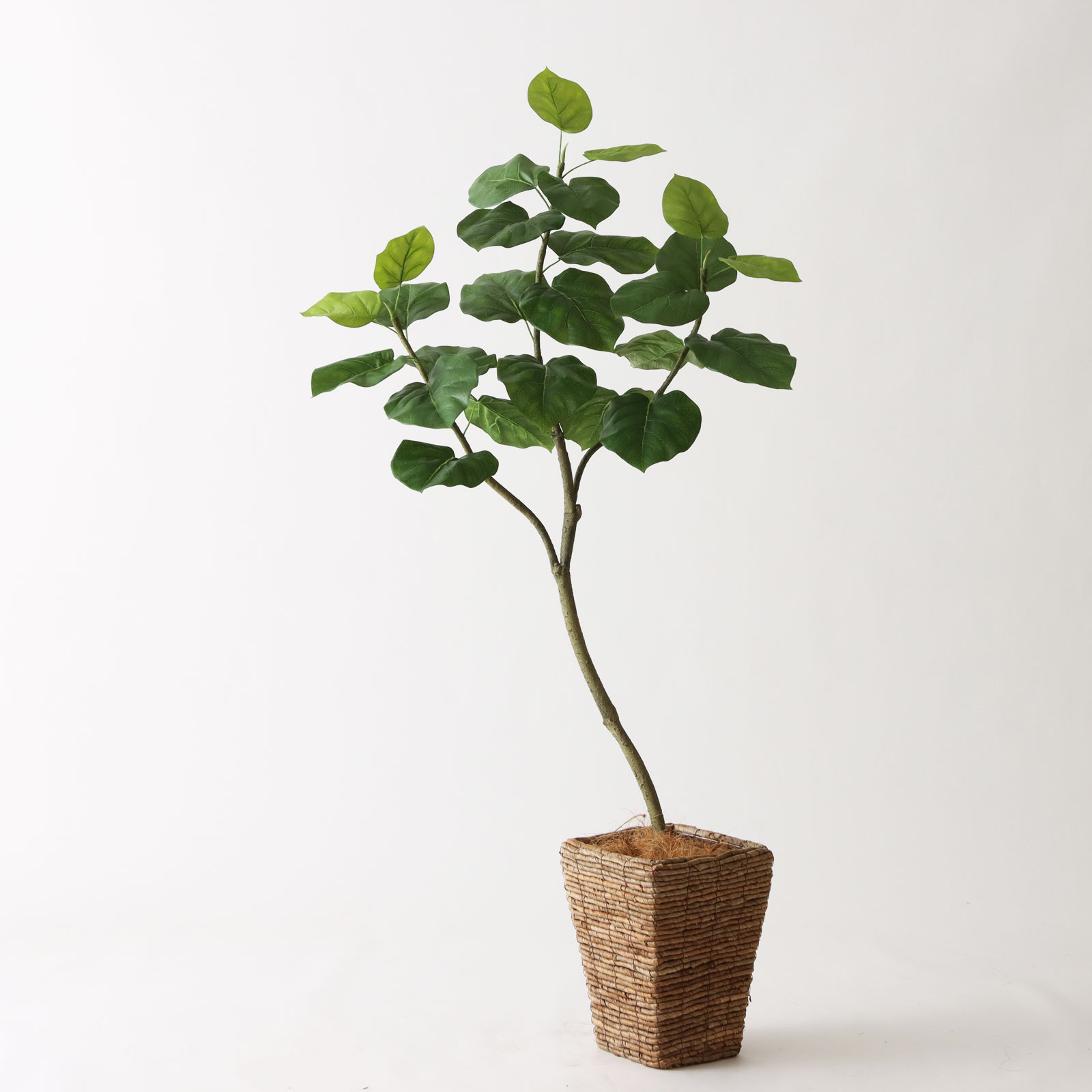 8号バナナリーフバスケット（KG5-SRE）｜ウンベラータ150cm コーディネート例