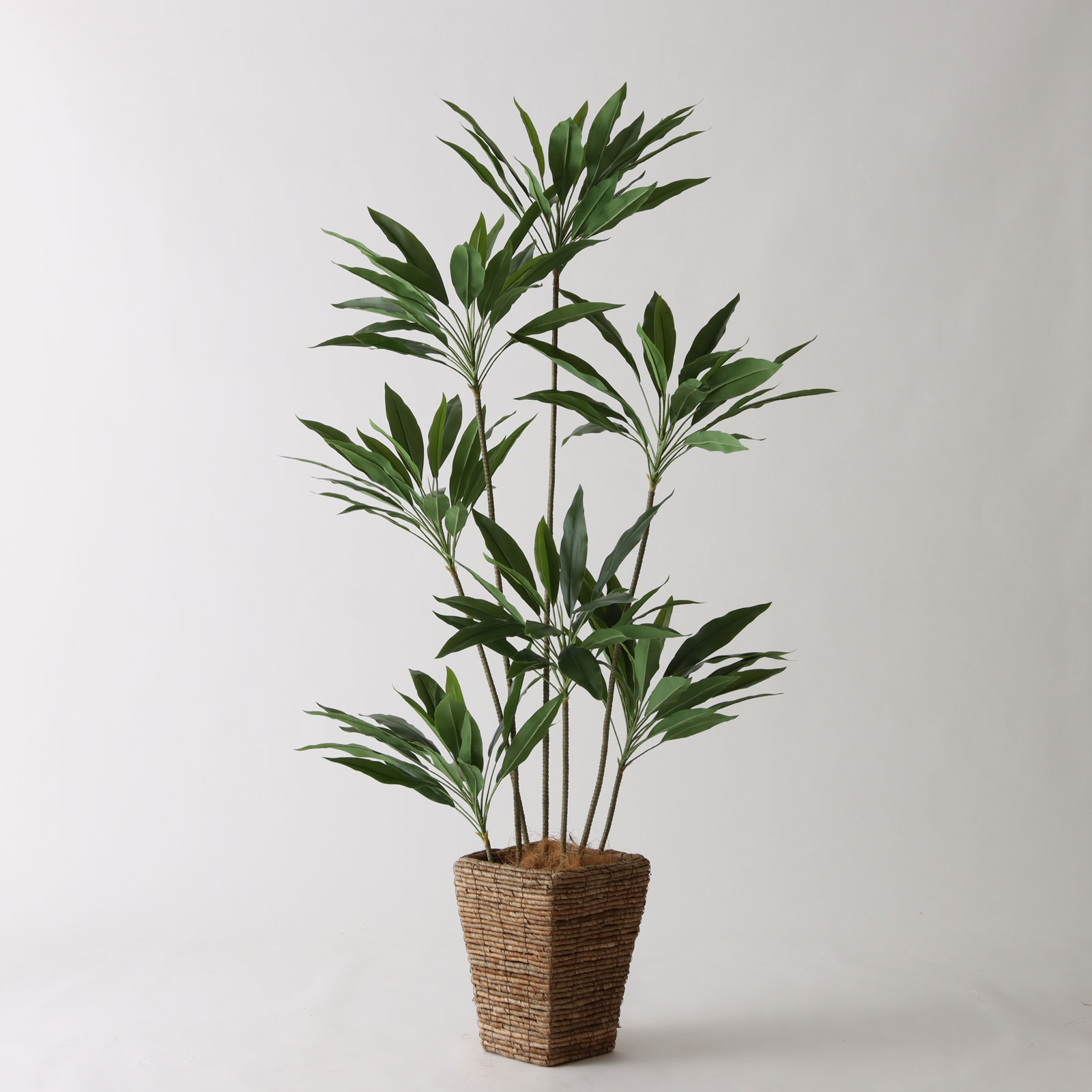 8号バナナリーフバスケット（KG5-SRE）｜コルジリネ170cm コーディネート例