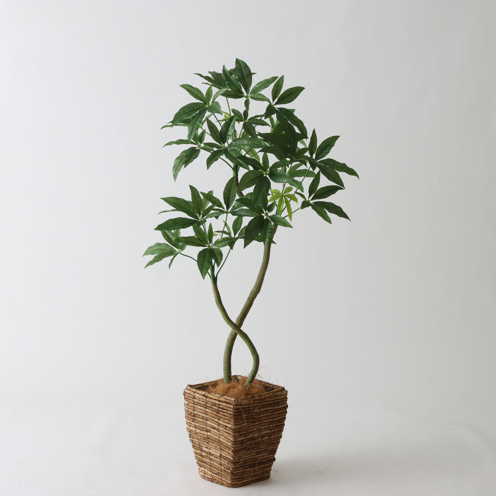 6号バナナリーフバスケット（KG4-SRE）｜パキラ120cm コーディネート例