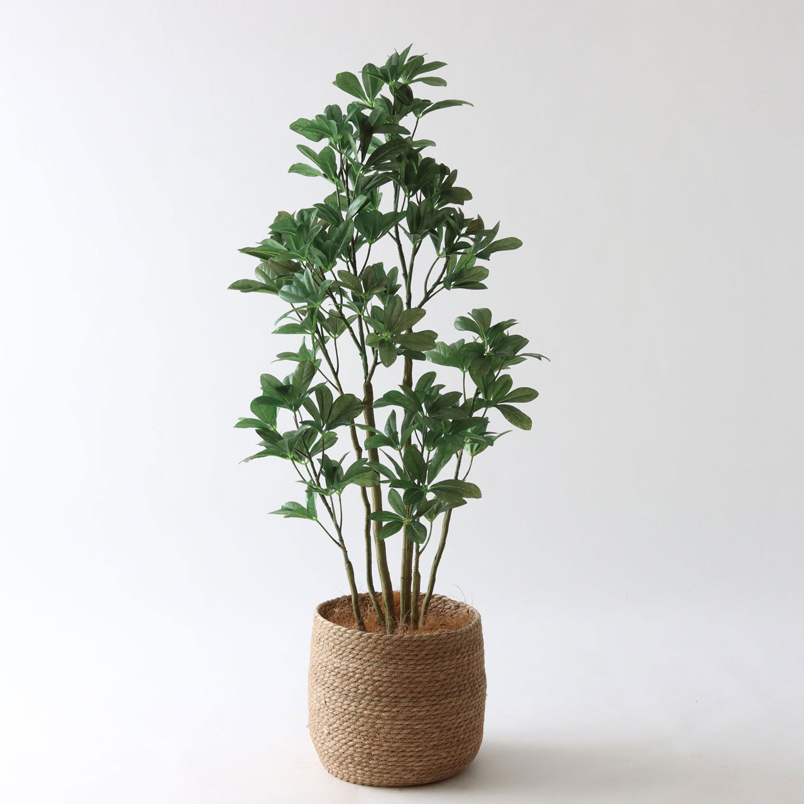 8号シーグラスバスケット｜シェフレラ125cm コーディネート例