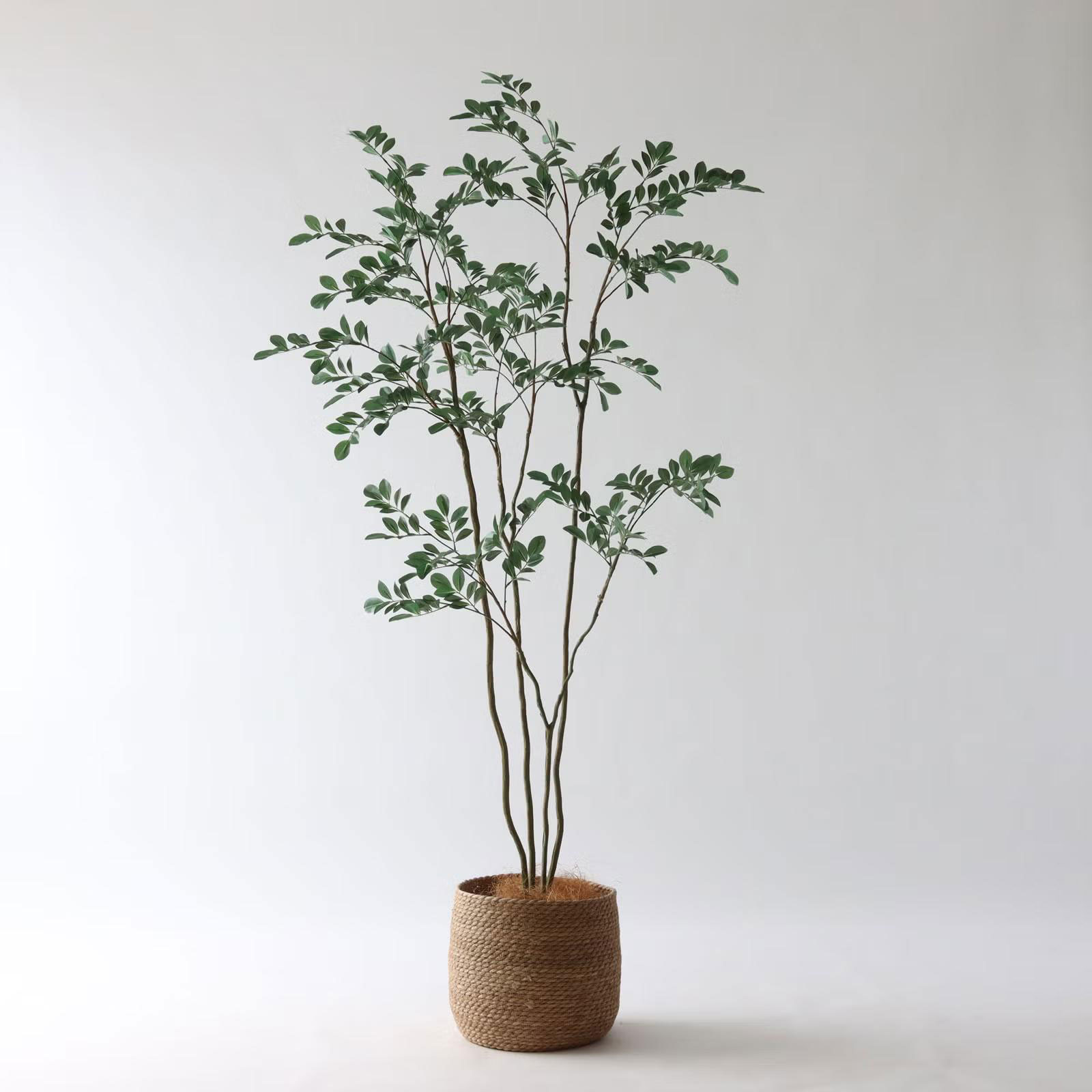 8号シーグラスバスケット｜シマトネリコ180cm コーディネート例