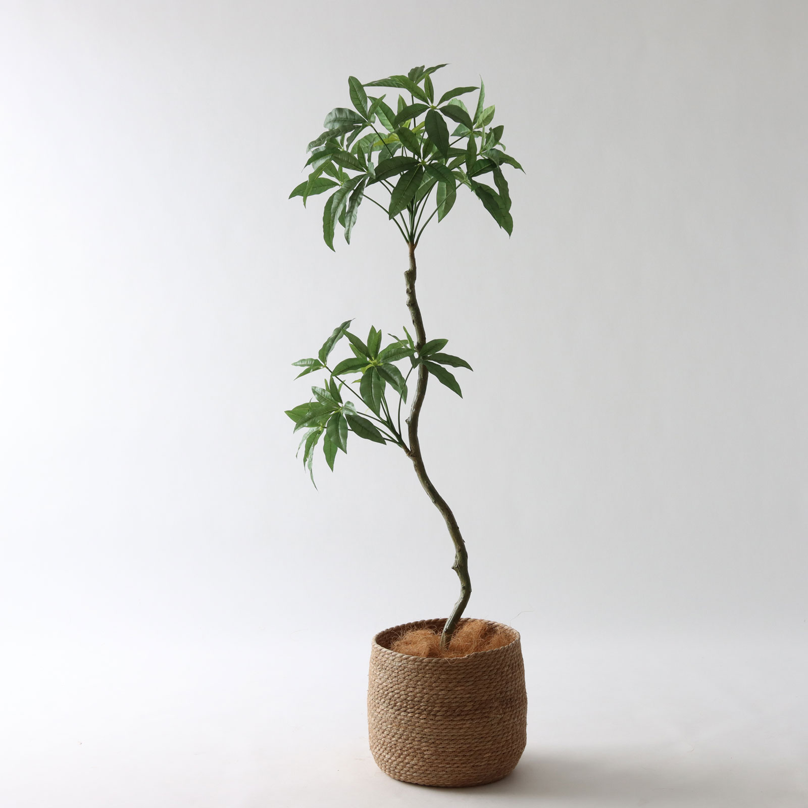 7号シーグラスバスケット｜パキラ138cm コーディネート例