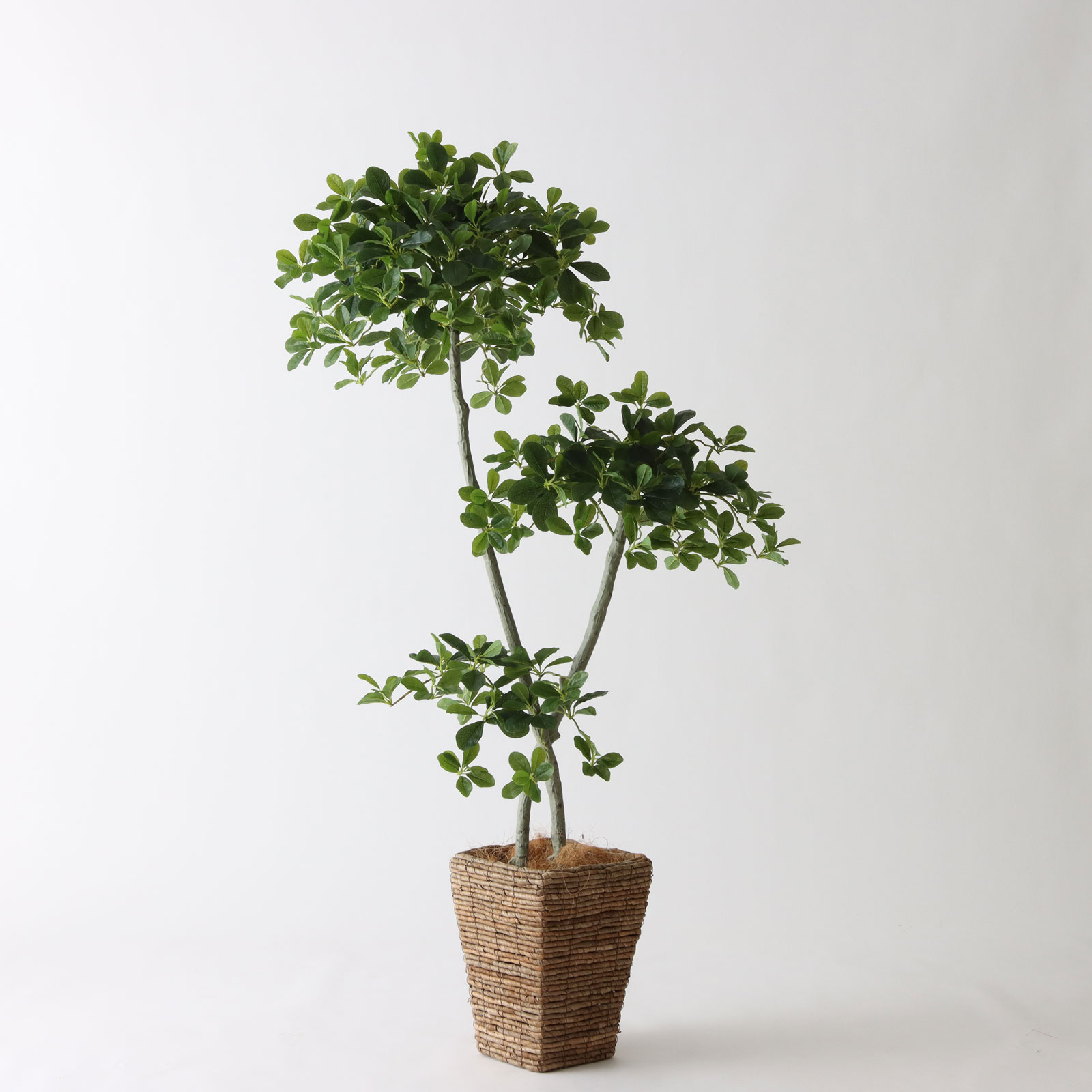 8号バナナリーフバスケット（KG5-SRE）｜ブラックオリーブ153cm コーディネート例